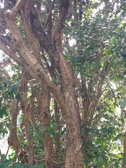 Eugenia brasiliensis
