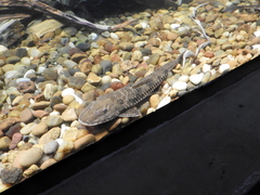 Loricariichthys