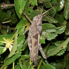 Xyleus discoideus discoideus