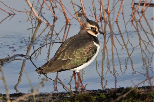 Northern Lapwing, photo 9 of 10