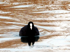 Fulica atra