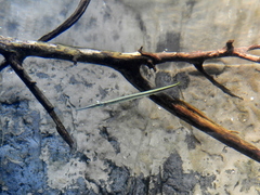 Potamorrhaphis eigenmanni