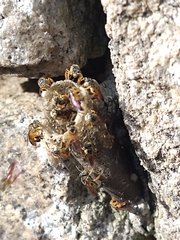 Tetragonisca angustula