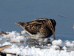 Gallinago gallinago
