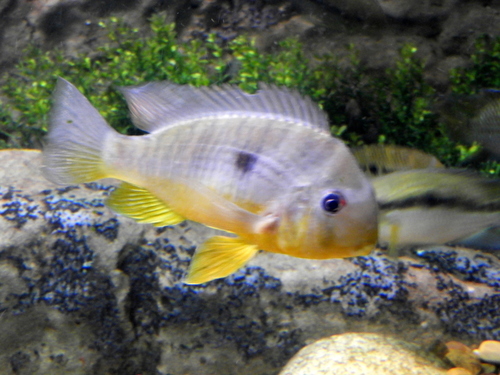 Argentine Humphead (Gymnogeophagus balzanii) · iNaturalist