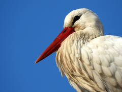 Ciconia ciconia