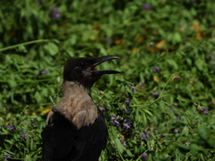 Corvus cornix