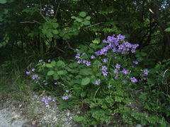 Campanula komarovii
