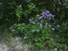 Campanula komarovii
