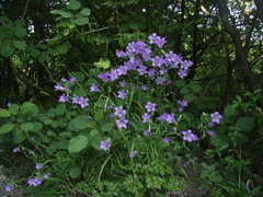 Campanula komarovii