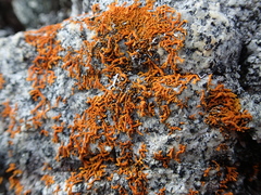Dufourea