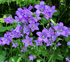 Campanula komarovii