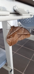 Eryphanis