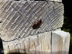 Parcoblatta americana