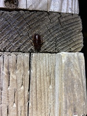 Parcoblatta americana