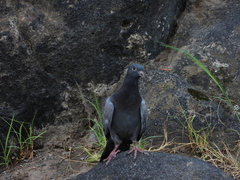 Columba livia