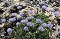 Globularia spinosa