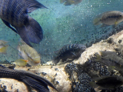 Crenicichla lepidota