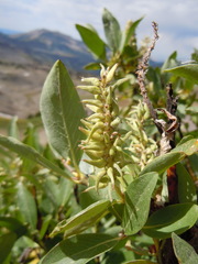 Salix eastwoodiae