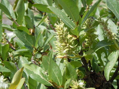 Salix eastwoodiae