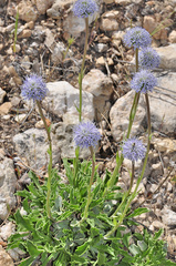 Globularia spinosa