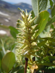 Salix eastwoodiae