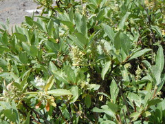 Salix eastwoodiae