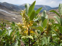 Salix eastwoodiae