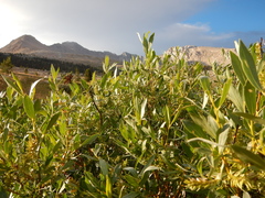 Salix eastwoodiae