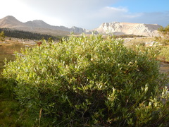 Salix eastwoodiae