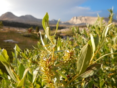 Salix eastwoodiae