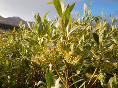 Salix eastwoodiae