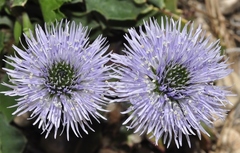 Globularia spinosa