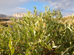 Salix eastwoodiae