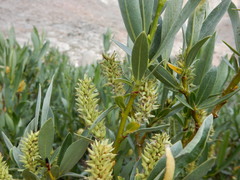 Salix eastwoodiae