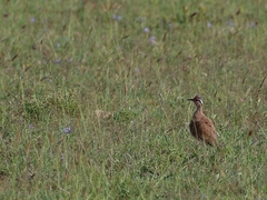 Cursorius somalensis
