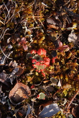 Cladonia coccifera