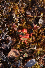 Cladonia coccifera