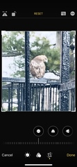 Buteo jamaicensis