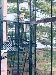 Buteo jamaicensis