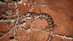 Eremiascincus richardsonii