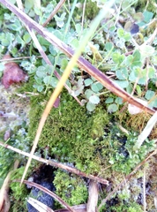 Cephaloziella hampeana