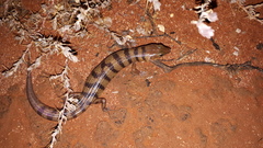 Eremiascincus richardsonii