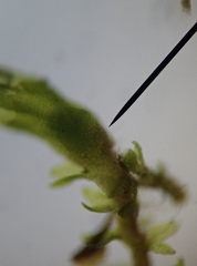 Cephaloziella hampeana