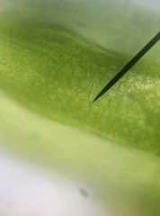 Cephaloziella hampeana