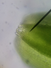 Cephaloziella hampeana