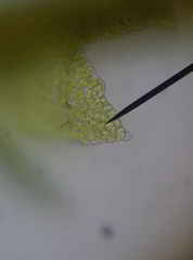 Cephaloziella hampeana