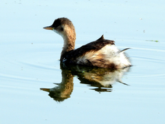Tachybaptus ruficollis
