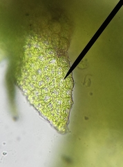Cephaloziella hampeana