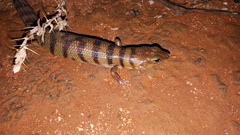 Eremiascincus richardsonii